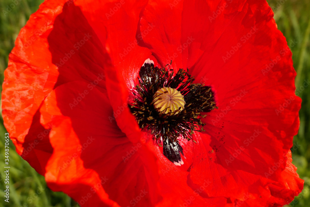 Focus of red poppies flower, Papaver rhoeas, in the sunlight amidst the green grass. Background of vegetation intentionally blurred. Focus of red poppies flower, Papaver rhoeas, in the sunlight amidst the green grass. Background of vegetation intentionally blurred.