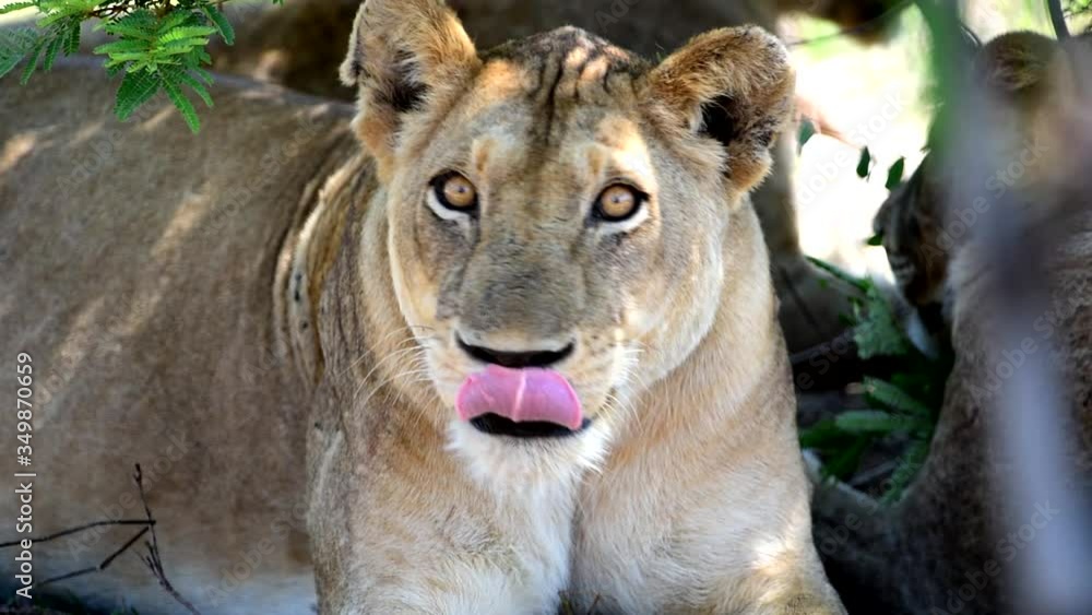 Lioness close up shot in the wilderness Lioness close up shot in the wilderness