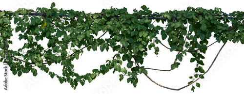Vine jungle branches hanging. Climber isolated on white background. have clipping path