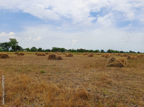 hay bales in the field © Hannan