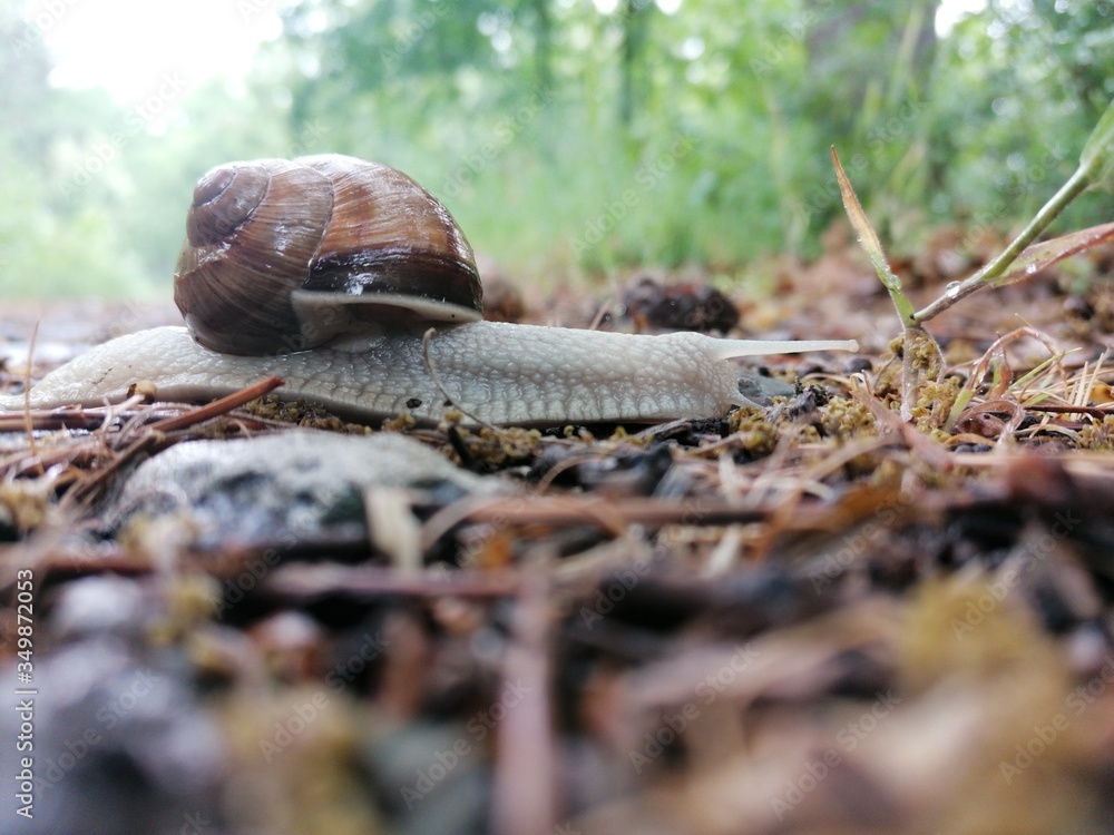 snail on the stone