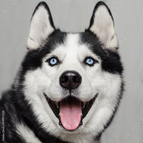 Canvas Print Closeup portrait of smiling dog