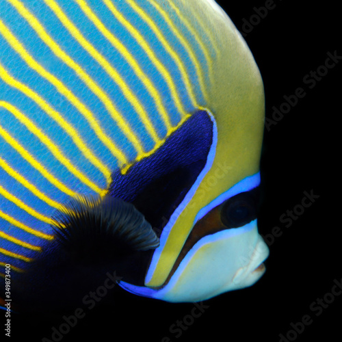 Fototapeta Close-up of a Emperor Angelfish (Pomacanthus imperator)
