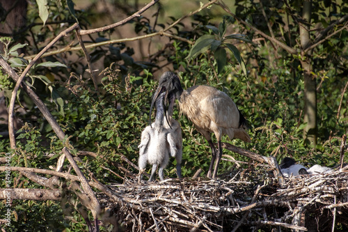 Large nesting colony  Molukken ibis  Theristicus molucca  Western Australia