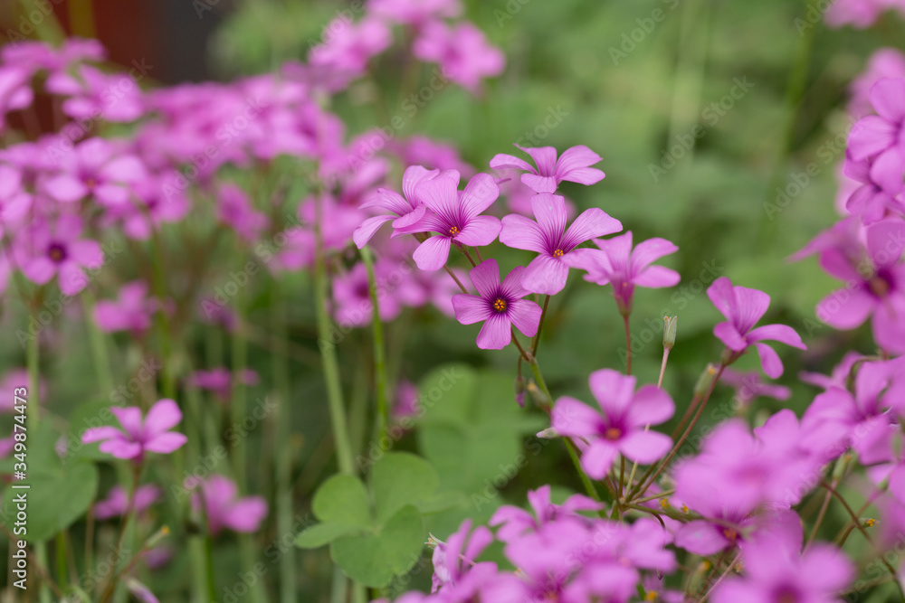 Artichoke wood sorrel purple flowers and green leaves,Oxalis corniculata Artichoke wood sorrel purple flowers and green leaves,Oxalis corniculata