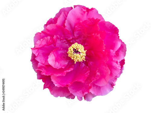pink carnation flowers isolated.with clipping path.
