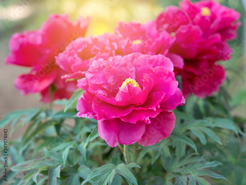 Sunray on a pink peony flowers on natural background.