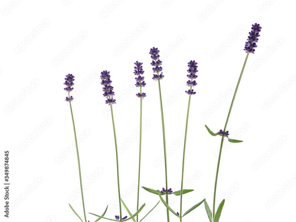 Fototapeta lavender flowers isolated on white background.with clipping path