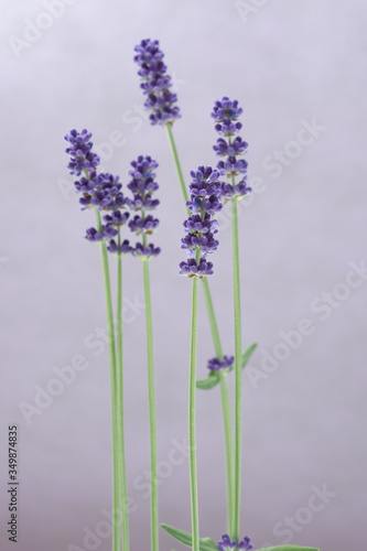 Fototapeta Naklejka Na Ścianę i Meble -  lavender flowers in a vase