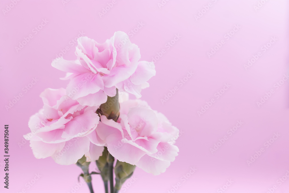 pink carnation flowers