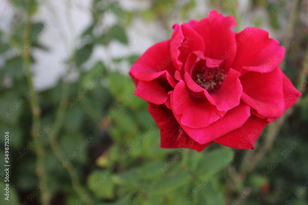 Rosa vermelha no jardim. Rosa vermelha no jardim.