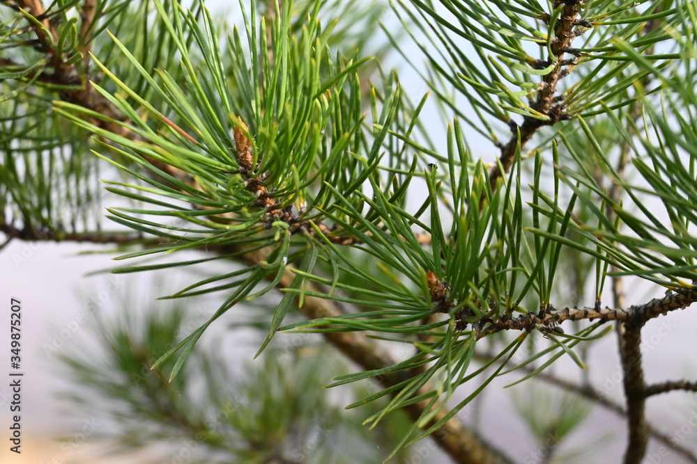 Naklejka premium Pine trees in the forest