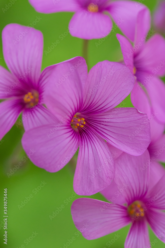 Artichoke wood sorrel purple flowers and green leaves，Oxalis corniculata