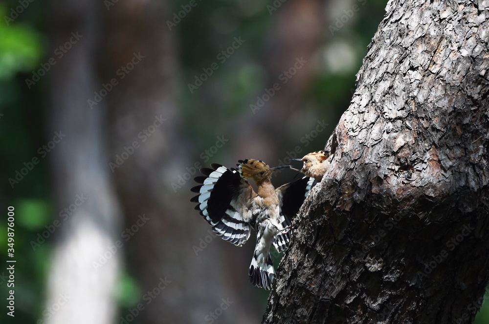 Hoopoe feeding chicks Hoopoe feeding chicks