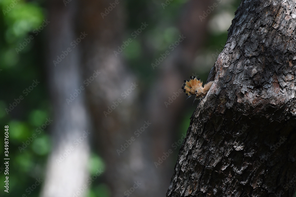Obraz premium Hoopoe feeding chicks