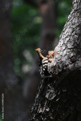 Hoopoe feeding chicks