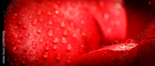 Water drops on red flower petal. Spring flower web banner 