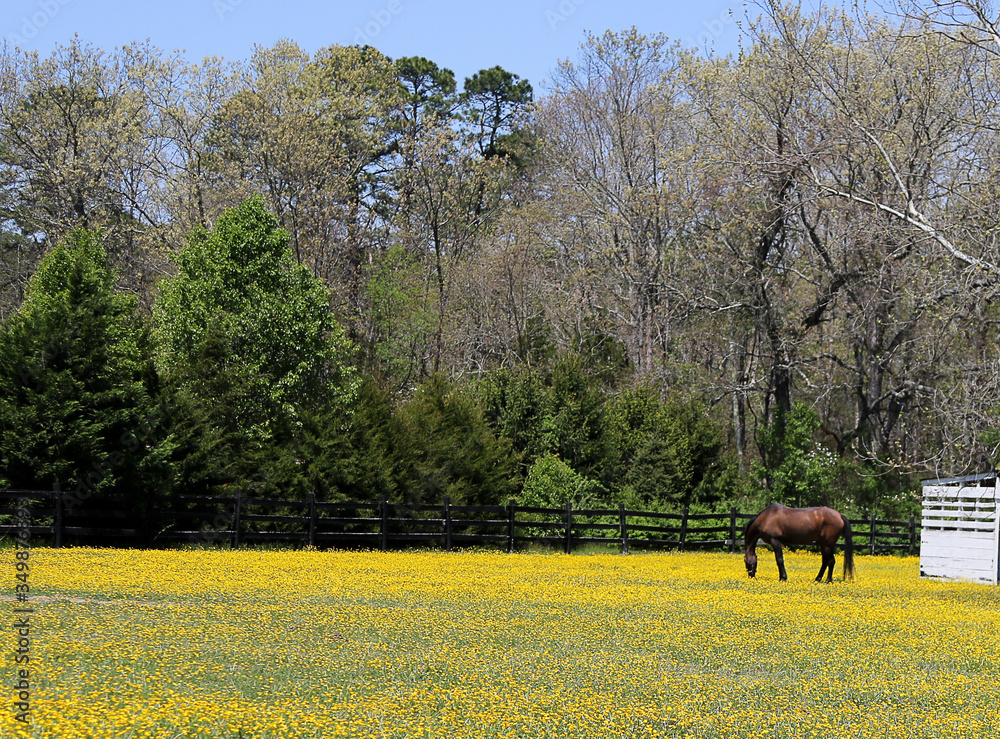 horse in the field horse in the field