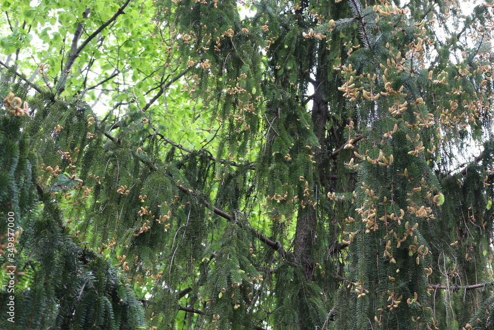 Fototapeta premium Young fresh needles appear on spruce in spring. 