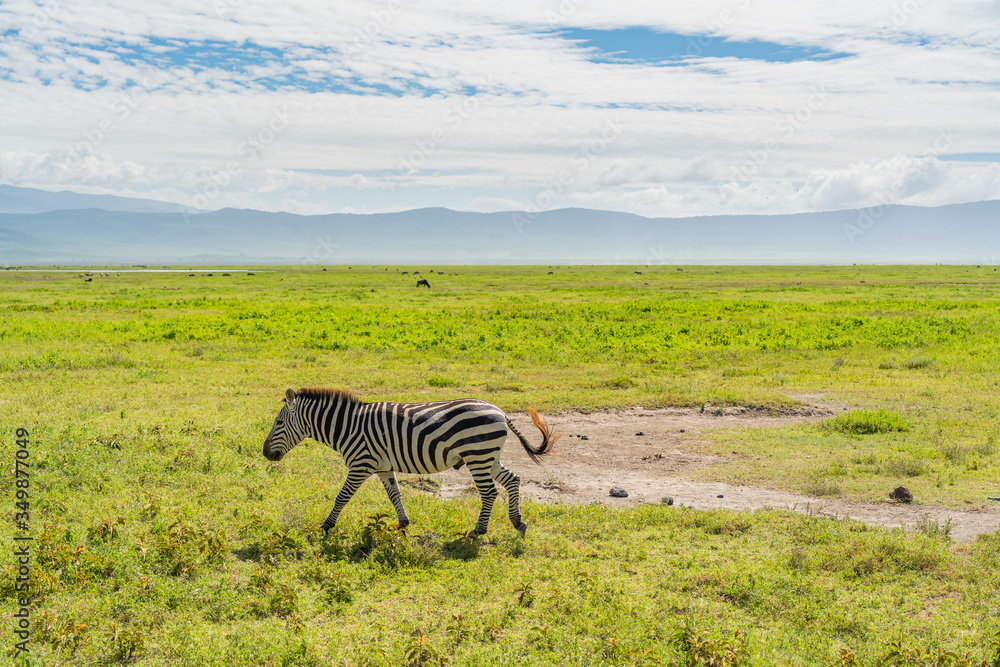 Fototapeta premium Zebra curiously looking on safari in Ngongoro crater.