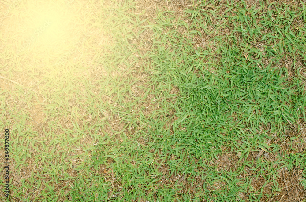 Green grass with golden light spreading out in the background. Green grass with golden light spreading out in the background.