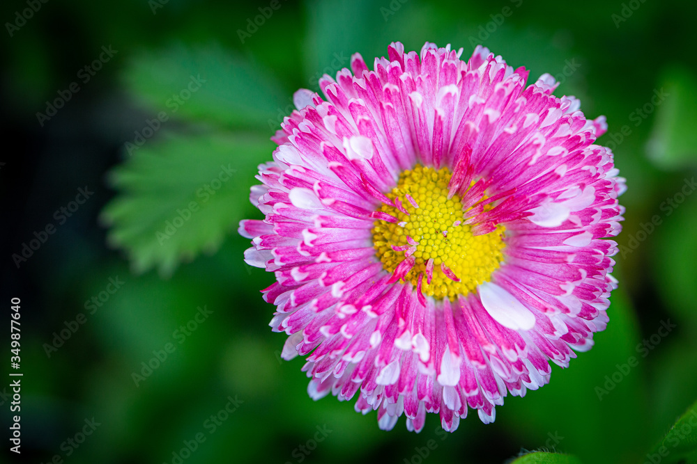 Fototapeta premium Pink daisy blooms in the spring garden