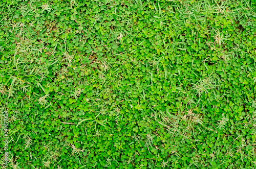 abstract background of green grass flooring is the background for inserting images and text.