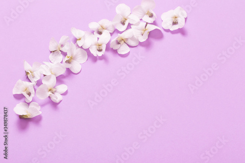 viola flowers on color paper  background © Maya Kruchancova