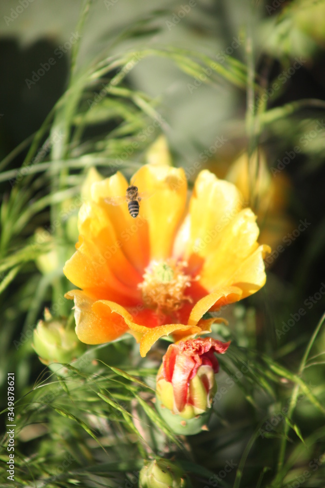 Fototapeta premium bee on a yellow cactus flower