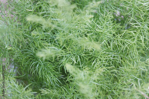 blurred background of rosemary herb branches with leaves close-up.raw flavoring plants