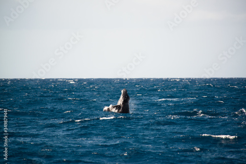 Baby Juvenile humpback whale spy hopping, breaching above water, Maui, Hawaii