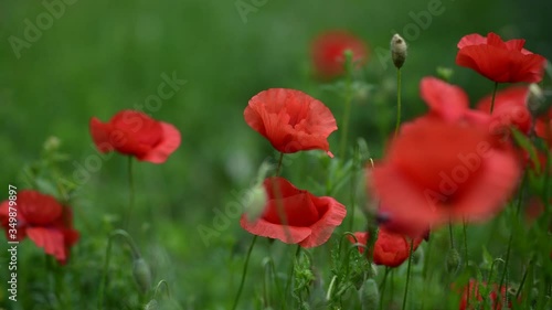 Poppies and cornflowers on a poppy field. Beautiful foreground and poetic background. 
