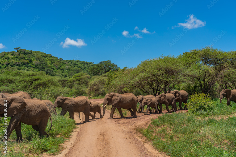Herd of african bush elephants  in the Tarangire National Park in Tanzania.