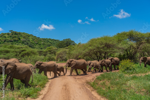 Herd of african bush elephants in the Tarangire National Park in Tanzania.