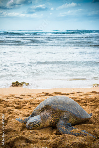 Sea turtle sleeping on the beach, with the ocean behind, Oahu north shore, Hawaii 