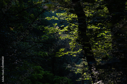Feuilles ensoleillées dans une forêt © Franck Chapolard