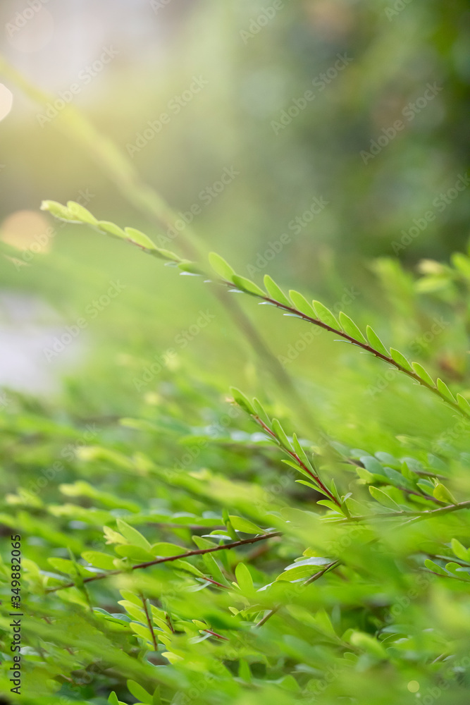 grass stalks in the evening at sunset. blurred abstract background, vertical photo grass stalks in the evening at sunset. blurred abstract background, vertical photo