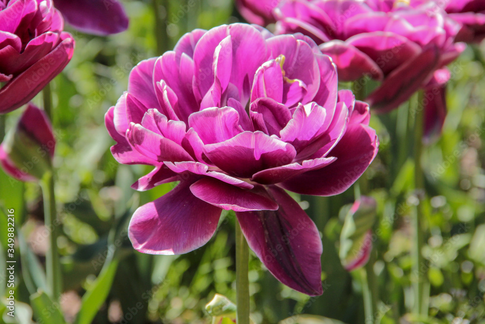 Tulip season. Bright fresh spring flowers tulips on blurred background. Beautiful purple tulip blooming in garden. Tulips on the flower bed. Tulip season. Bright fresh spring flowers tulips on blurred background. Beautiful purple tulip blooming in garden. Tulips on the flower bed.