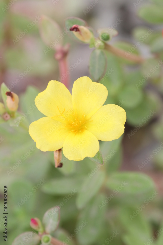 yellow flower in the garden yellow flower in the garden