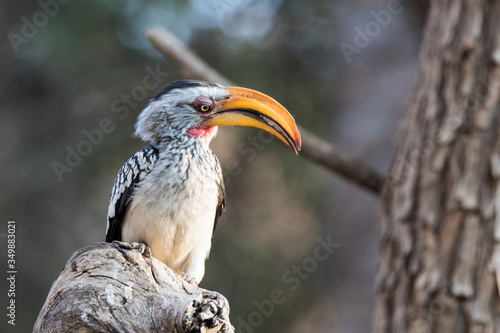 Portrait of a beautifull southern Yellow billed hornbill,Tockus leucomelas, with huge beak sitting on the branch. Namibia. Africa