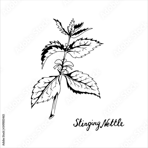 Stinging Nettle, medical herbs. Hand drawn doodle style. Single element, simple sketch. Stock vector black outline illustration, isolated on white background.