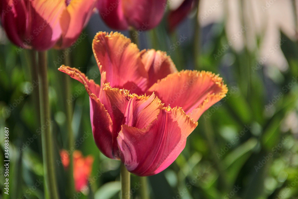 Tulip season. Bright fresh spring flowers tulips on blurred background. Beautiful multicolored pink and orange tulip blooming in garden. Tulips on the flower bed. parrot shape tulip