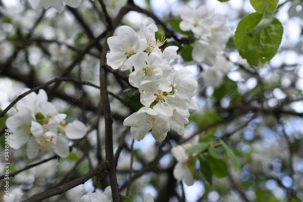 Fototapeta premium Stormy may bloom. Delicate white petals of Apple blossoms. Young green foliage. Bokeh background.
