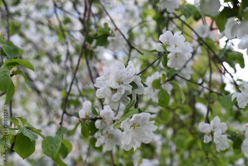 Stormy may bloom. Delicate white petals of Apple blossoms. Young green foliage. Bokeh background.