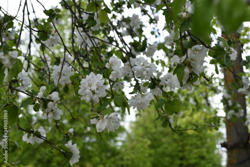 Stormy may bloom. Delicate white petals of Apple blossoms. Young green foliage. Bokeh background.