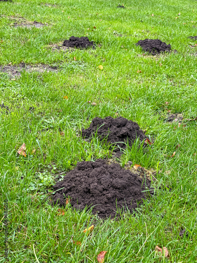 Close up view of fresh earth on molehills against a background of green crass. Space for copy Close up view of fresh earth on molehills against a background of green crass. Space for copy