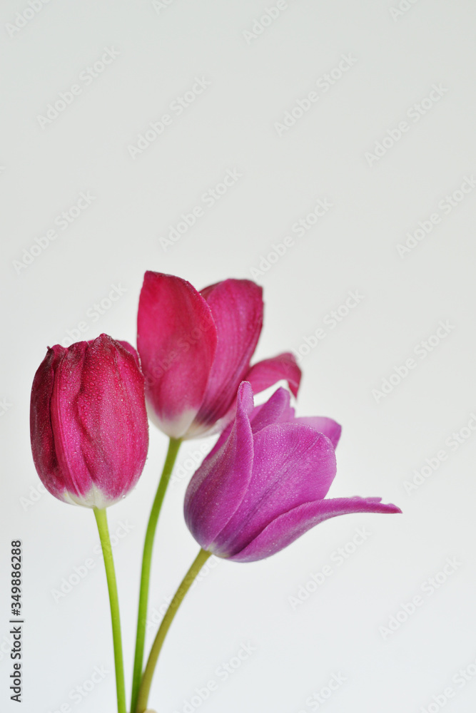 Obraz premium Dark pink and violet tulips on the white background