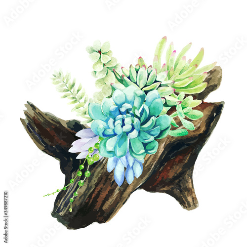 Bright watercolor succulents growing in the wooden snag pot