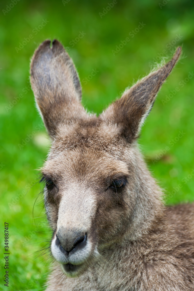 Eastern Grey Kangaroo Portrait