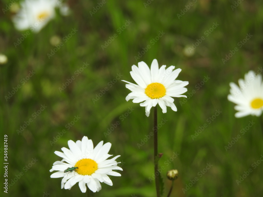 Fototapeta premium daisy in the grass